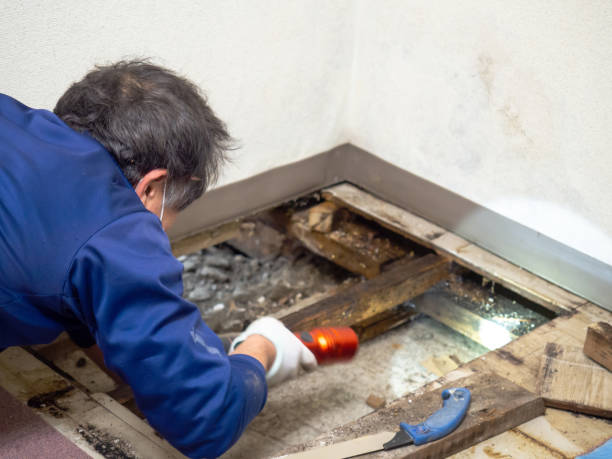 Best Commercial Mold Removal  in Knightdale, NC