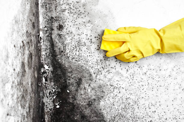 Best Professional Mold Removal  in Knightdale, NC