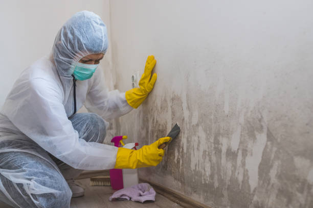 Best Best Mold Removal Companies  in Knightdale, NC