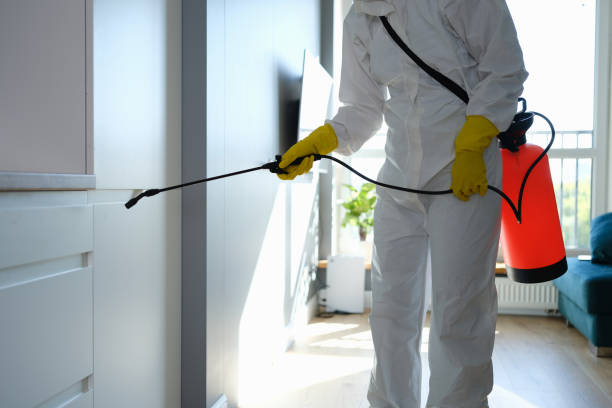 Best Black Mold Removal  in Knightdale, NC