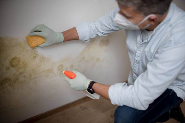 Trusted Knightdale, NC Mold Removal Experts