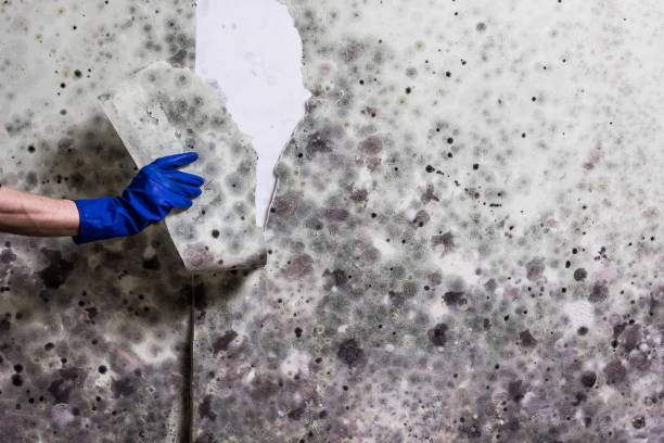 Best Mold Remediation  in Knightdale, NC