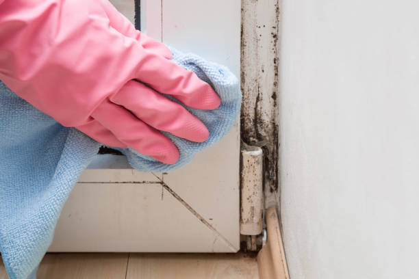 Best Mold Cleaning Services  in Knightdale, NC